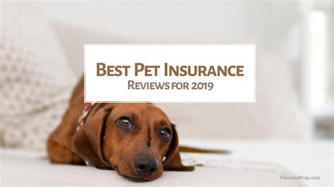 best dog insurance 2019